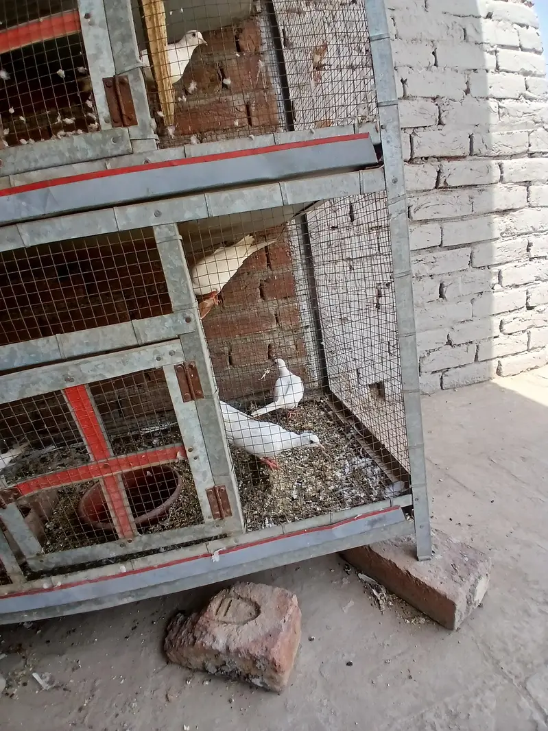 breeder pair — photo 6