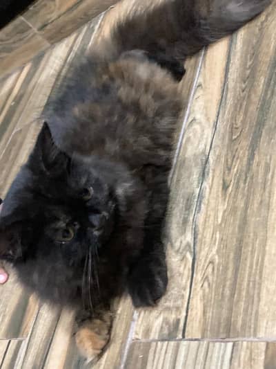 A very beautiful cat for sale with acessorues