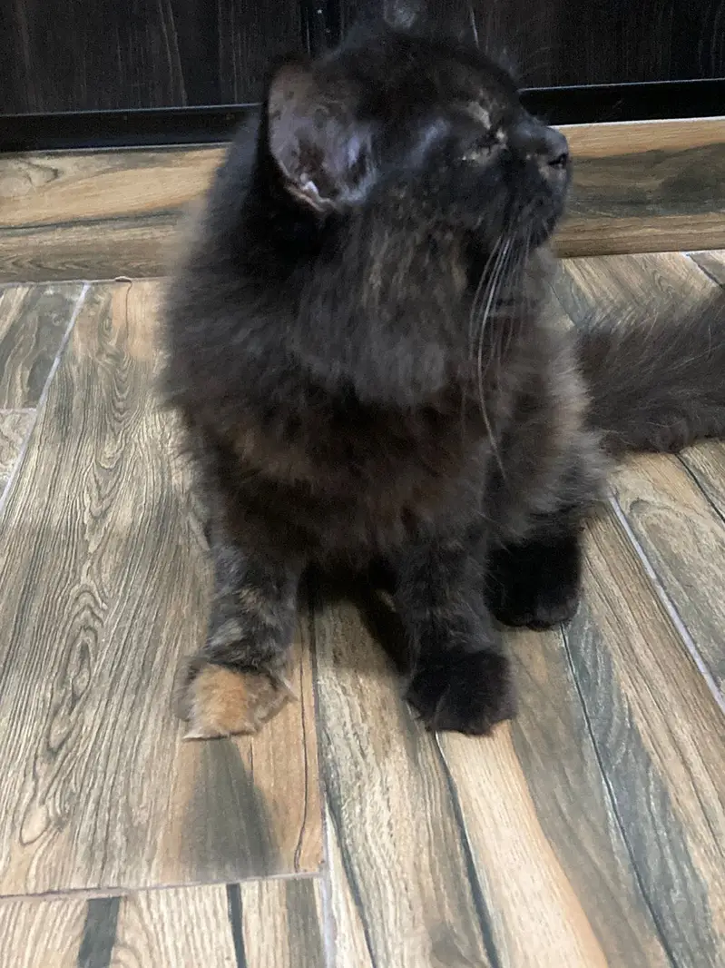 A very beautiful cat for sale with acessorues — photo 2