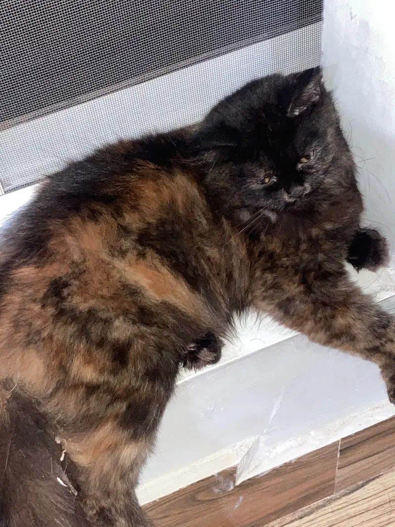 A very beautiful cat for sale with acessorues — photo 4