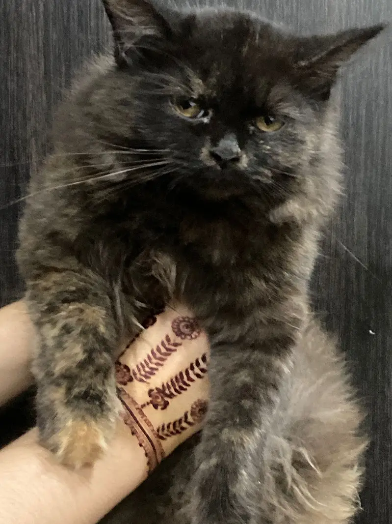A very beautiful cat for sale with acessorues — photo 6