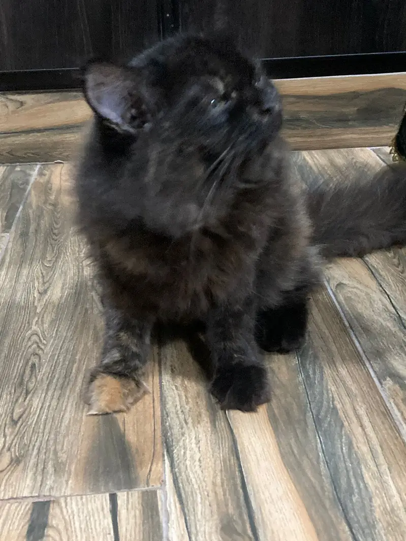 A very beautiful cat for sale with acessorues — photo 7