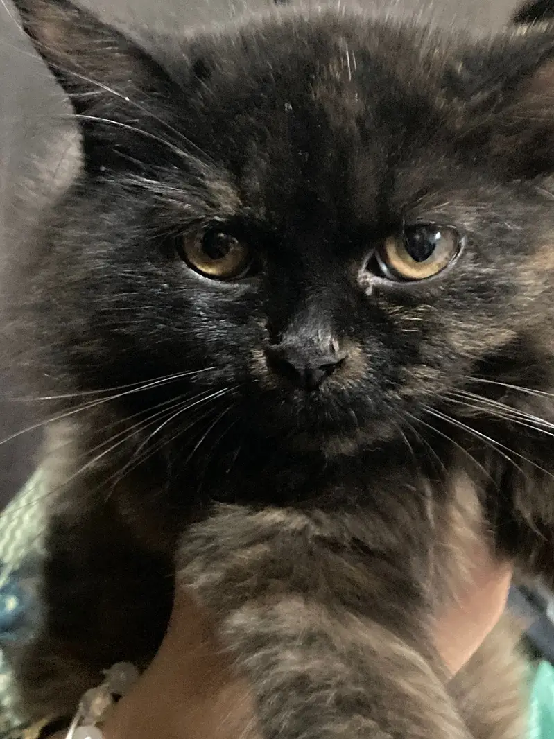 A very beautiful cat for sale with acessorues — photo 8