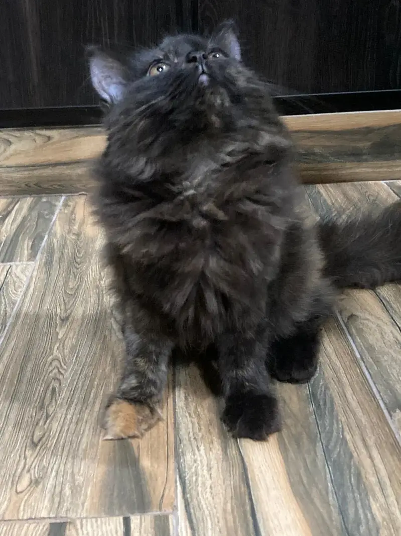 A very beautiful cat for sale with acessorues — photo 9