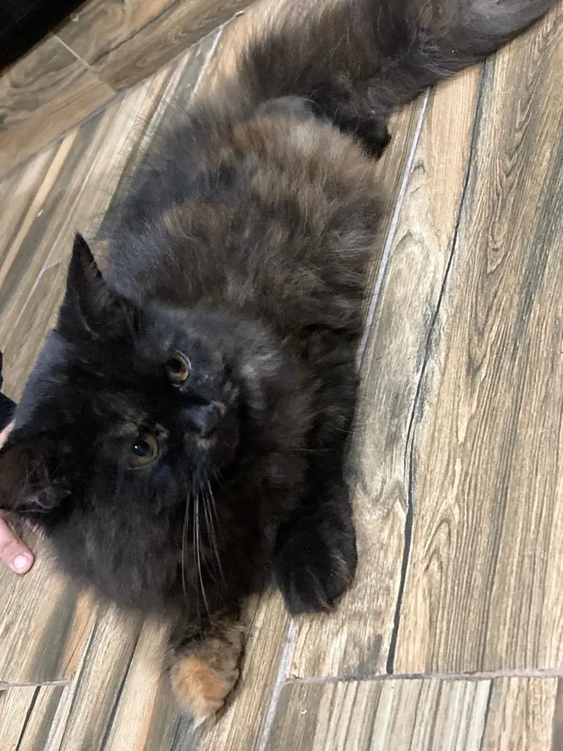 A very beautiful cat for sale with acessorues — photo 10