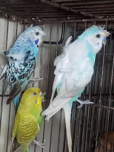 Selling Birds