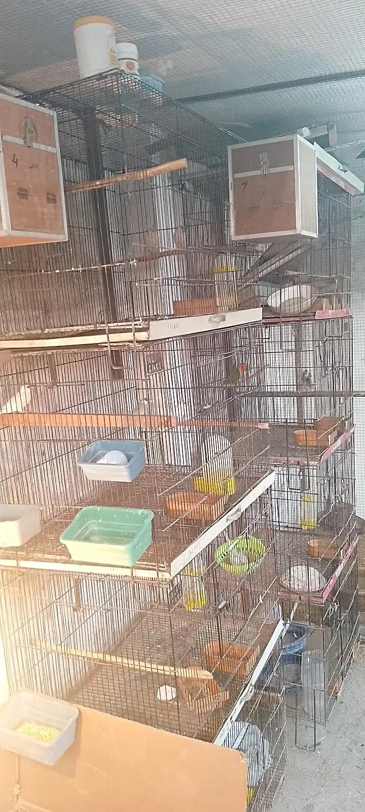Folding cages &Breading boxes  for love birds — photo 2