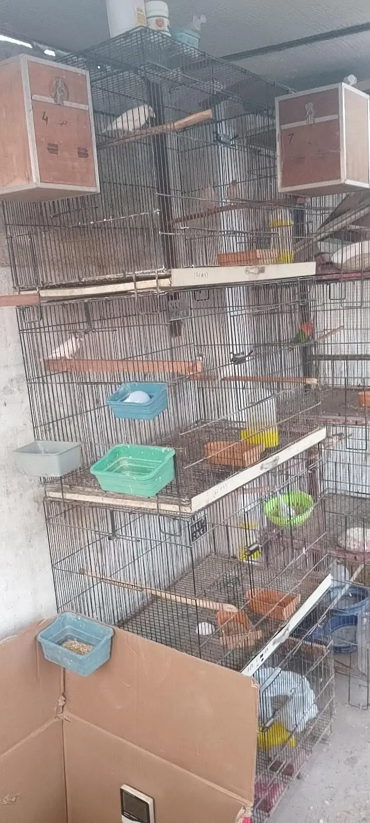 Folding cages &Breading boxes  for love birds — photo 3