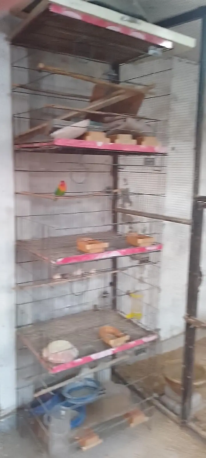 Folding cages &Breading boxes  for love birds — photo 12