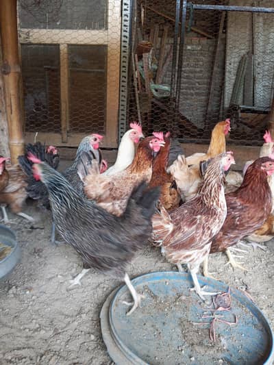 Golden Misri hens | Desi Egg laying hens | Anda wali murgi
