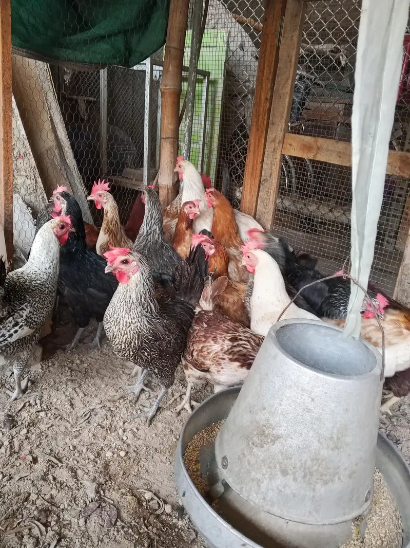 Golden Misri hens | Desi Egg laying hens | Anda wali murgi — photo 3