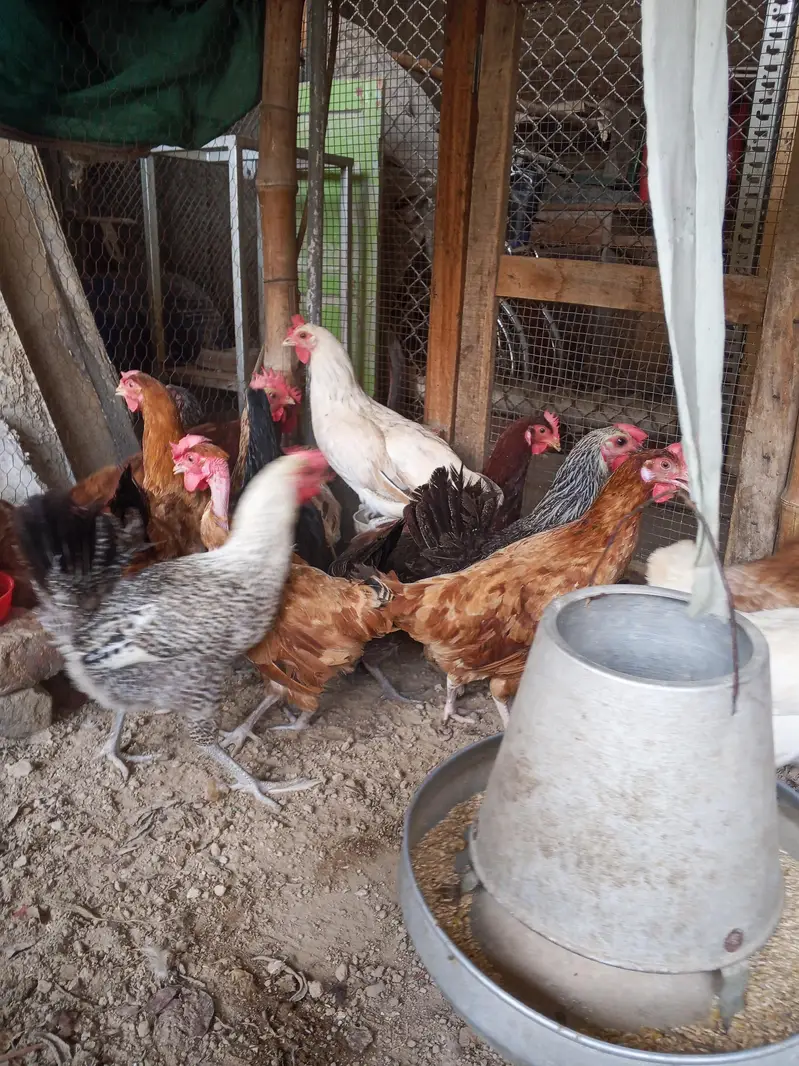 Golden Misri hens | Desi Egg laying hens | Anda wali murgi — photo 4