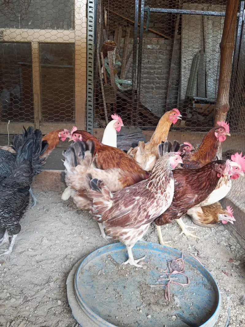 Golden Misri hens | Desi Egg laying hens | Anda wali murgi — photo 5