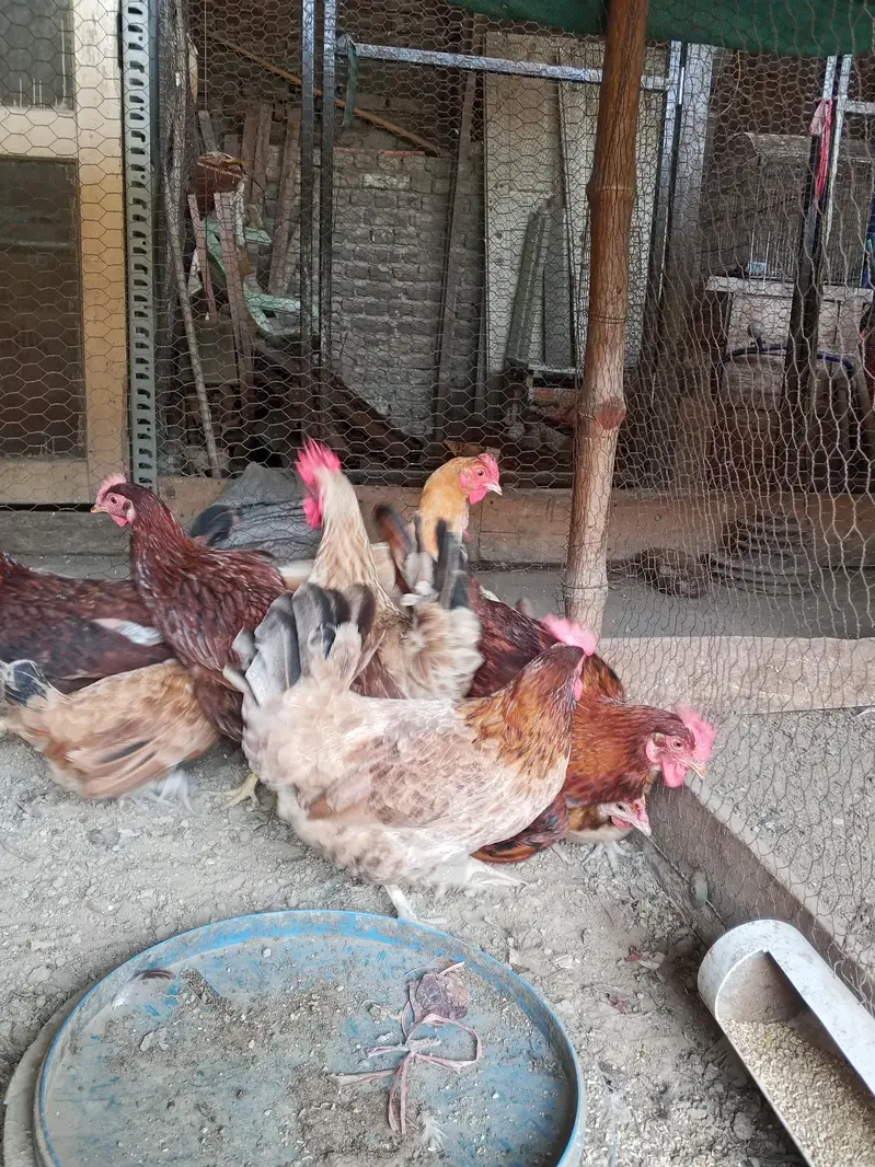 Golden Misri hens | Desi Egg laying hens | Anda wali murgi — photo 6