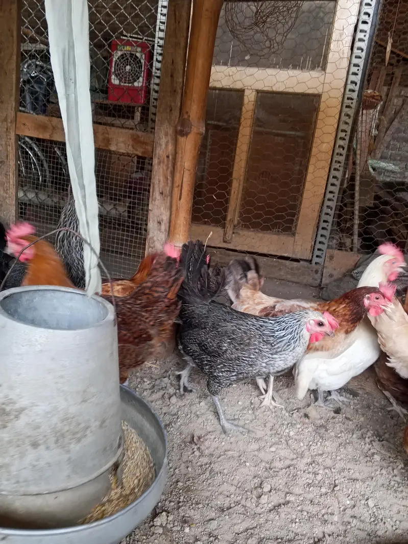 Golden Misri hens | Desi Egg laying hens | Anda wali murgi — photo 7