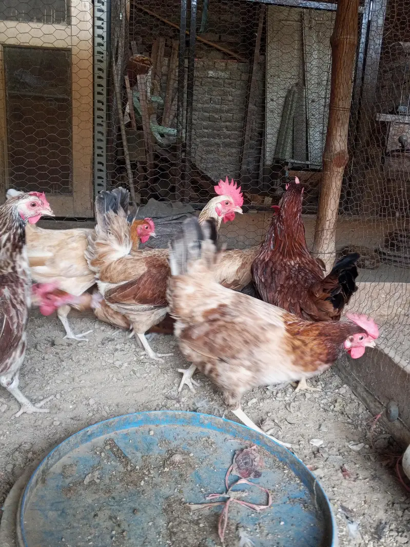 Golden Misri hens | Desi Egg laying hens | Anda wali murgi — photo 8