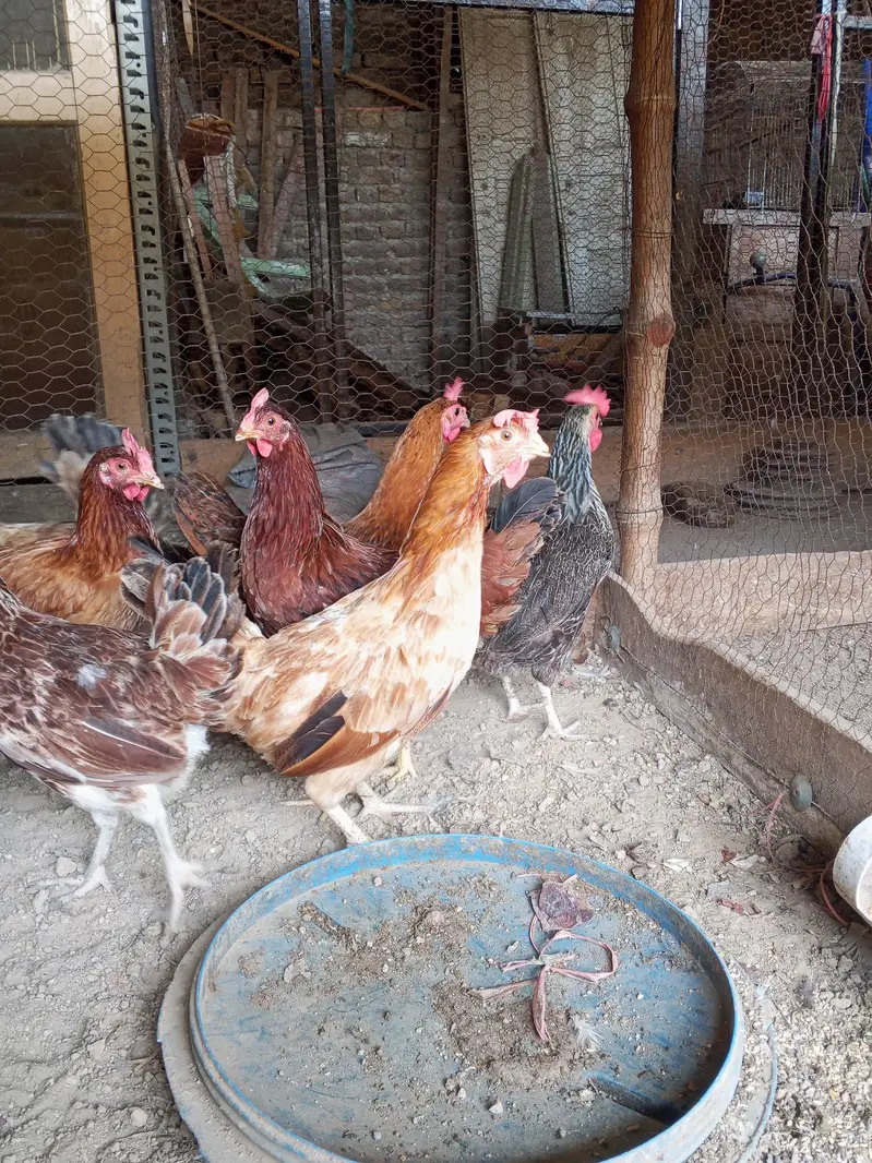 Golden Misri hens | Desi Egg laying hens | Anda wali murgi — photo 9