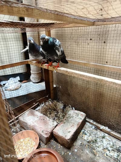 pair our pinjra for sale