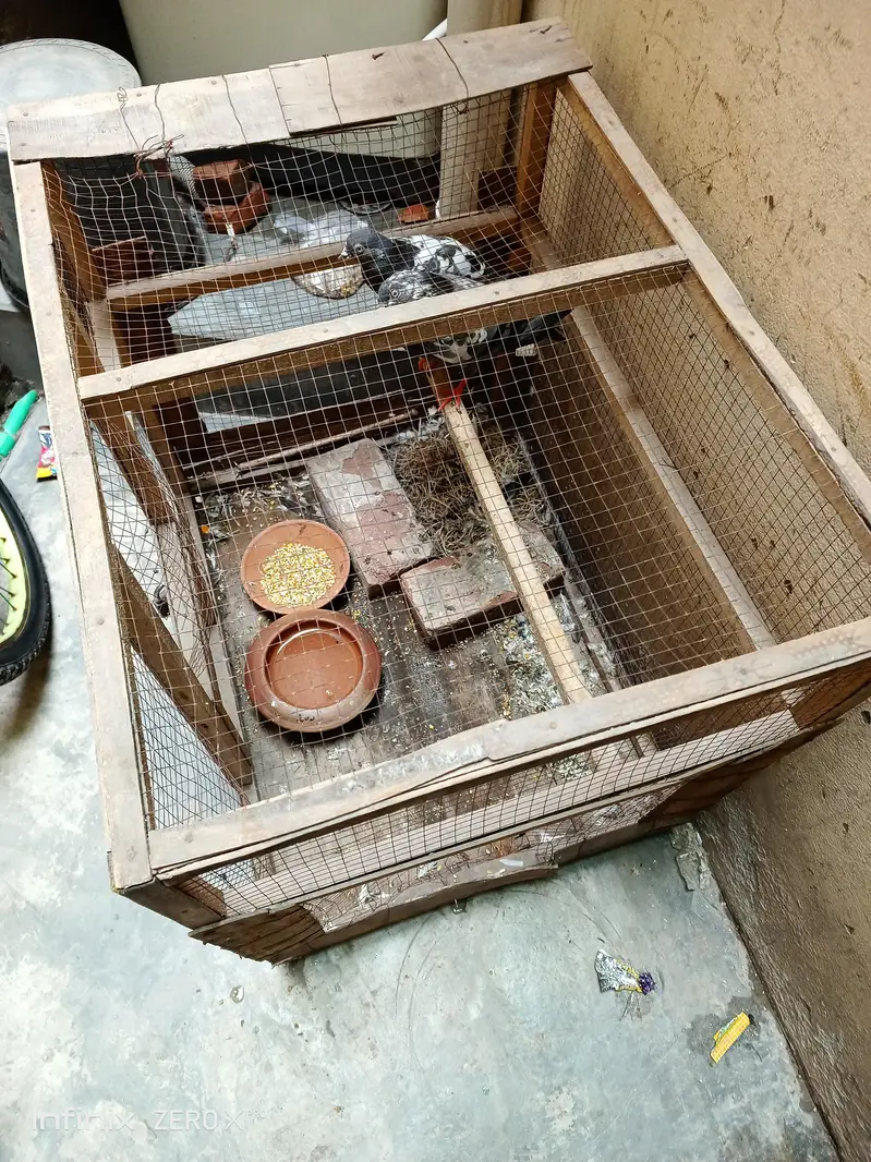 pair our pinjra for sale — photo 2