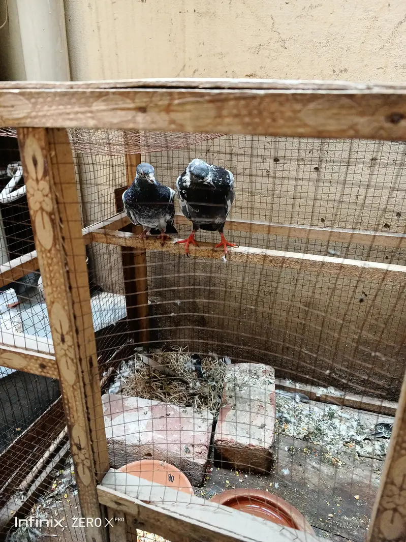 pair our pinjra for sale — photo 3