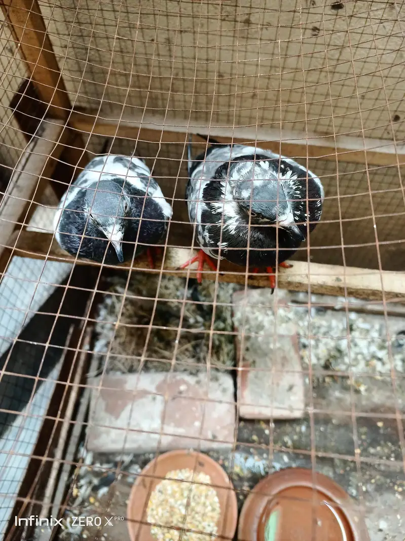 pair our pinjra for sale — photo 4