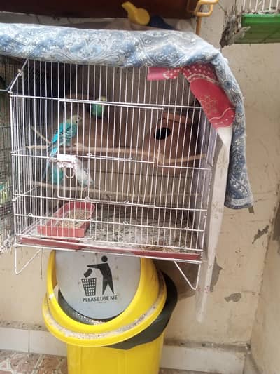 Two breader pair with chicks and cage