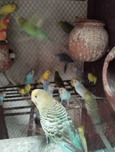 budgie parrot  400 per piece