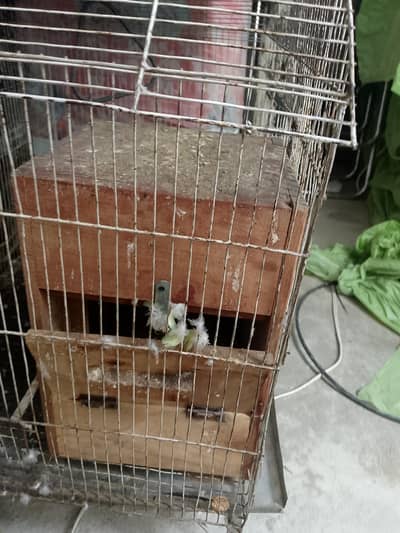 big parrot cage with breeding box