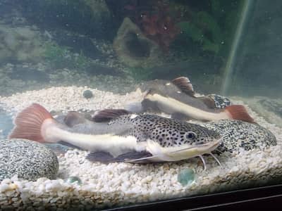 monster retail catfish