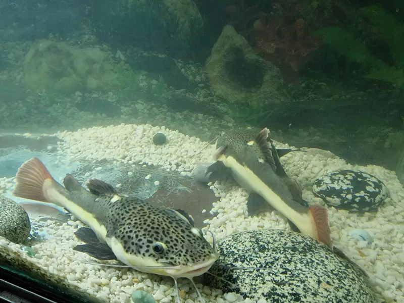 monster retail catfish — photo 2