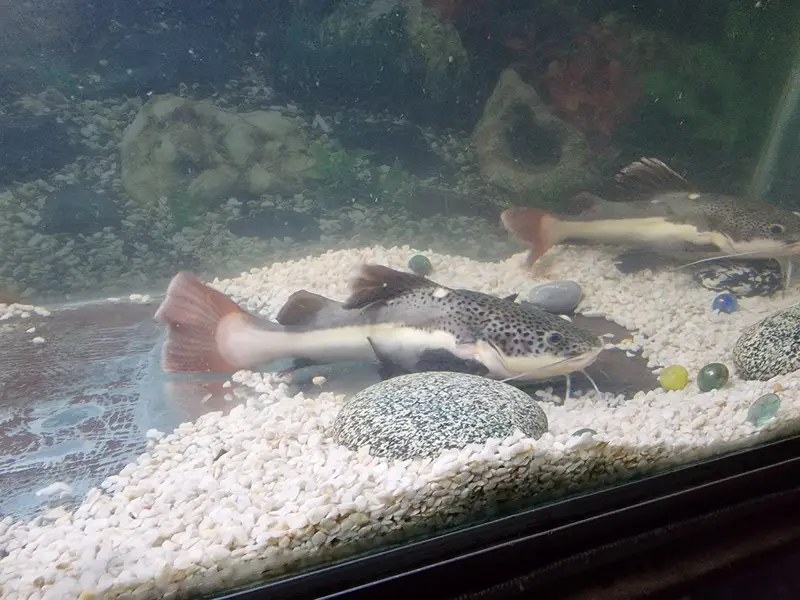 monster retail catfish — photo 3