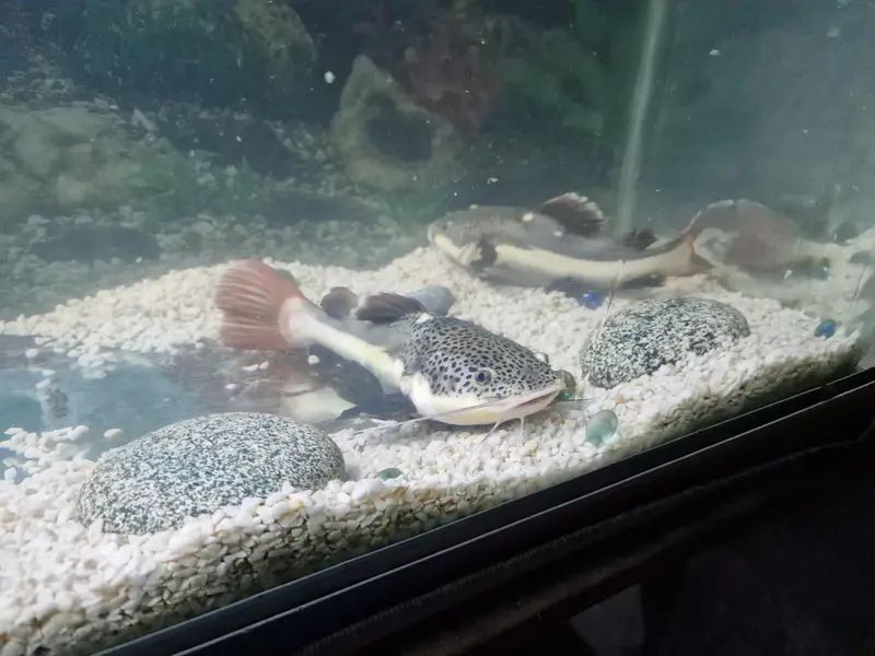 monster retail catfish — photo 4