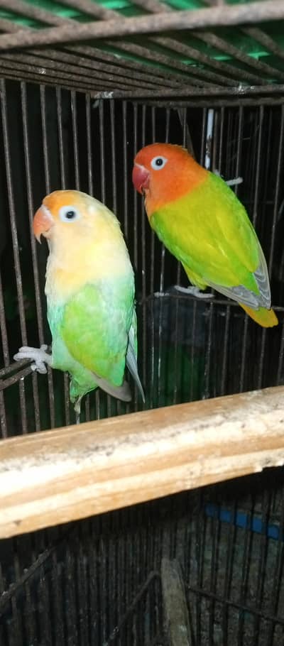 love birds pairs for sale