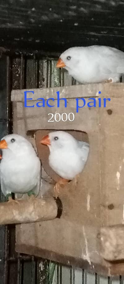 love birds pairs for sale