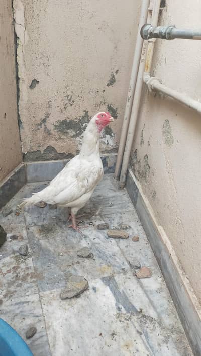 white Aseel Hen