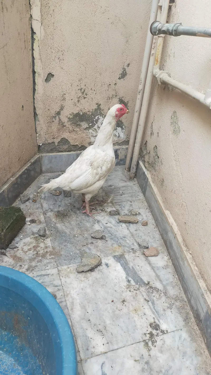 white Aseel Hen — photo 2