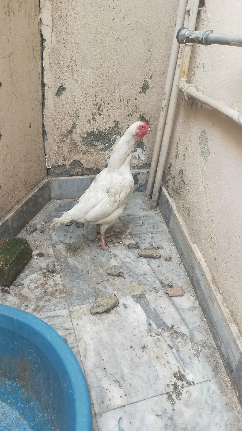 white Aseel Hen — photo 4