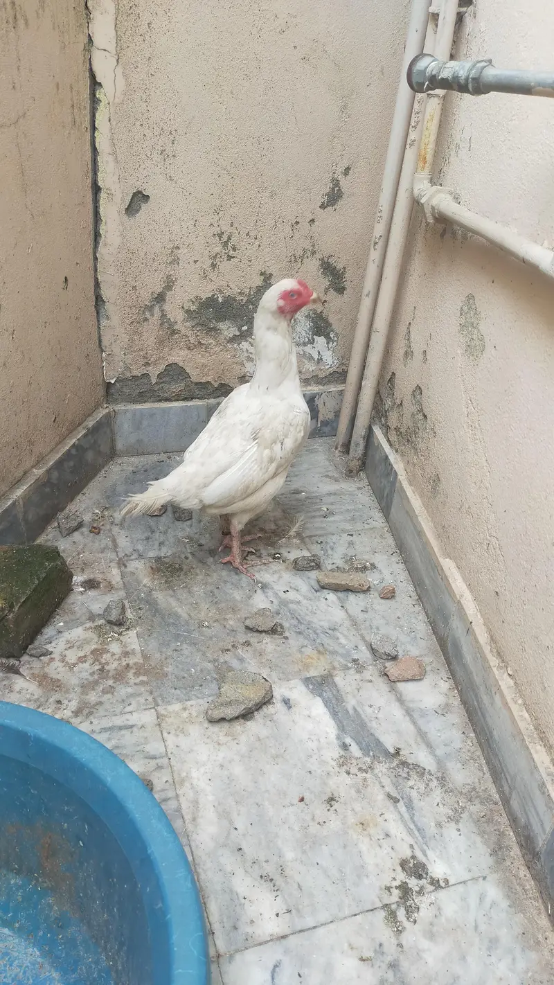 white Aseel Hen — photo 5