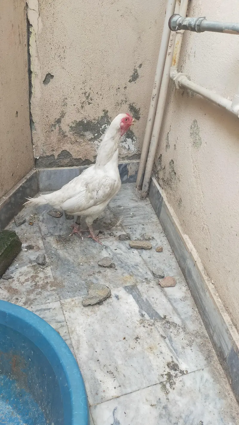 white Aseel Hen — photo 6