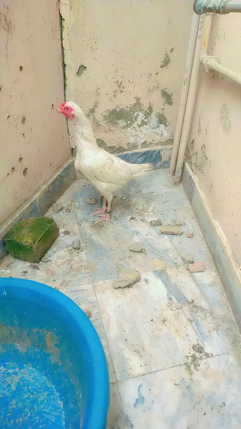 white Aseel Hen — photo 7