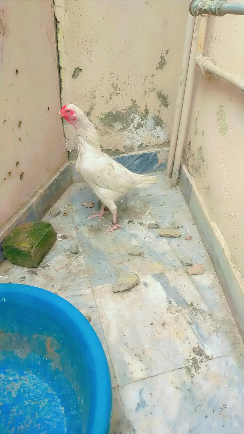 white Aseel Hen — photo 8