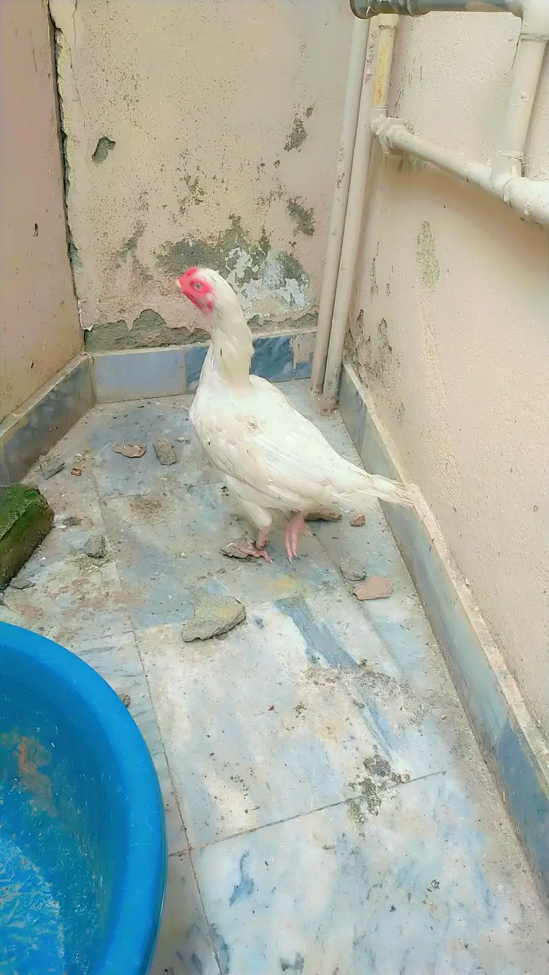 white Aseel Hen — photo 9