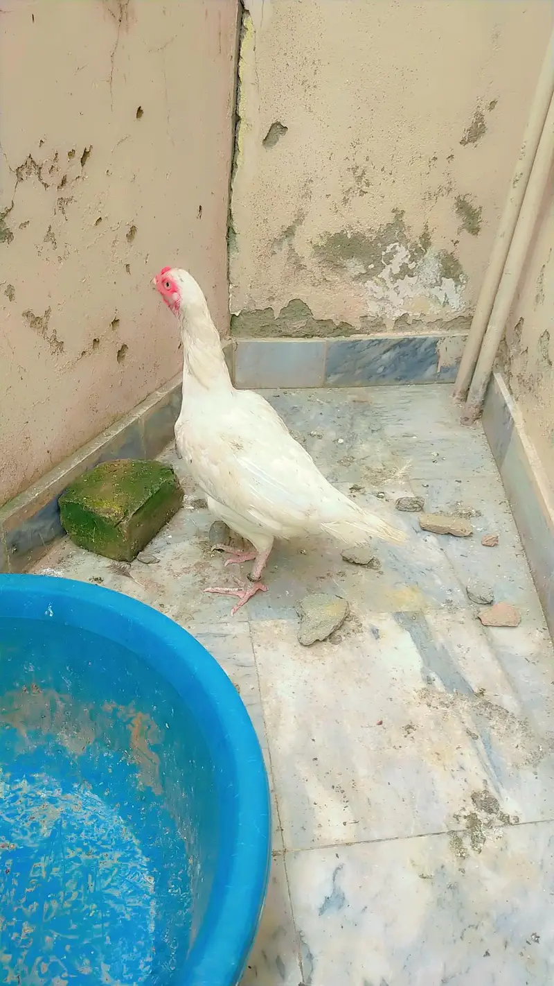 white Aseel Hen — photo 10
