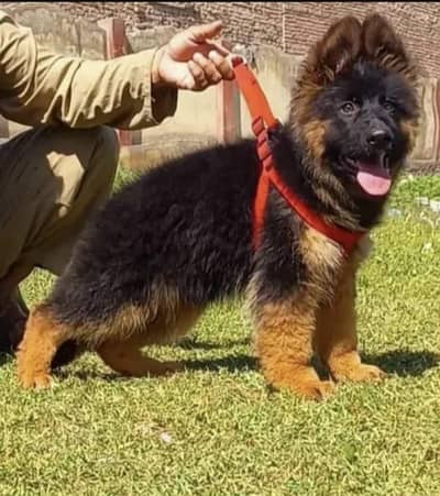 German Shepherd dog food for sale urgent long puppy health