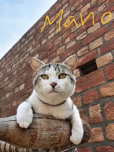 cute cat