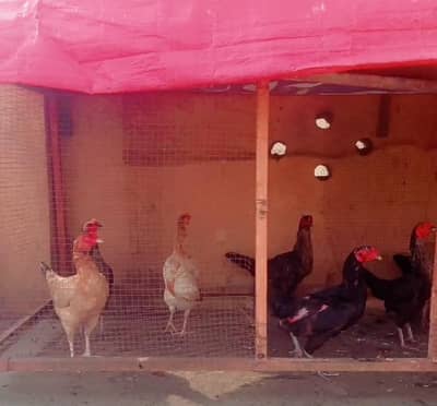 Pure Desi Hens For Sale