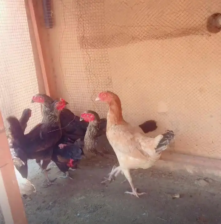 Pure Desi Hens For Sale — photo 2