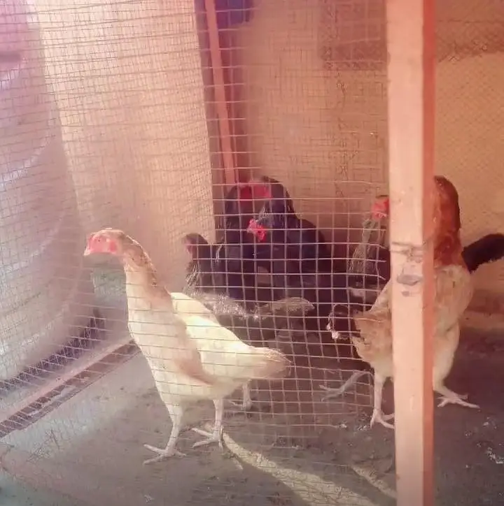 Pure Desi Hens For Sale — photo 3