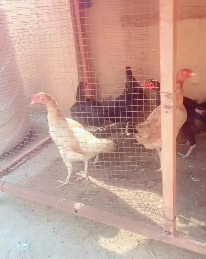 Pure Desi Hens For Sale — photo 4