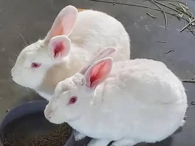 New Zealand white 4.5 kg breed